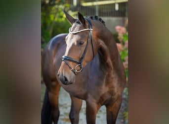 Oldenburgo, Caballo castrado, 4 años, 170 cm, Castaño oscuro