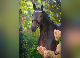 Oldenburgo, Caballo castrado, 4 años, 170 cm, Castaño oscuro