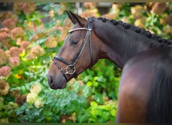 Oldenburgo, Caballo castrado, 4 años, 170 cm, Castaño oscuro