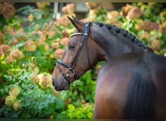 Oldenburgo, Caballo castrado, 4 años, 170 cm, Castaño oscuro