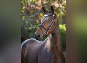 Oldenburgo, Caballo castrado, 4 años, 170 cm, Castaño oscuro