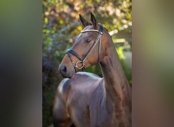 Oldenburgo, Caballo castrado, 4 años, 170 cm, Castaño oscuro