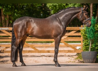 Oldenburgo, Caballo castrado, 4 años, 170 cm, Castaño oscuro