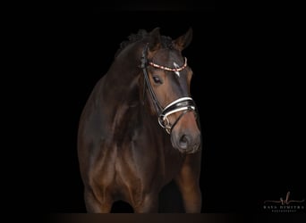 Oldenburgo, Caballo castrado, 4 años, 170 cm, Castaño oscuro