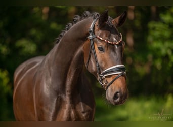 Oldenburgo, Caballo castrado, 4 años, 170 cm, Castaño oscuro