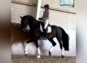 Oldenburgo, Caballo castrado, 4 años, 170 cm, Castaño oscuro