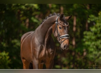 Oldenburgo, Caballo castrado, 4 años, 170 cm, Castaño oscuro