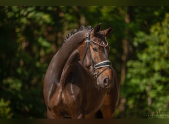 Oldenburgo, Caballo castrado, 4 años, 170 cm, Castaño oscuro