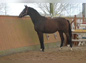 Oldenburgo, Caballo castrado, 4 años, 170 cm, Castaño oscuro
