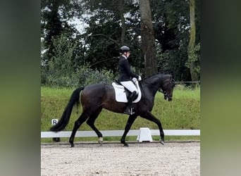 Oldenburgo, Caballo castrado, 4 años, 170 cm, Castaño oscuro