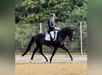 Oldenburgo, Caballo castrado, 4 años, 170 cm, Castaño oscuro