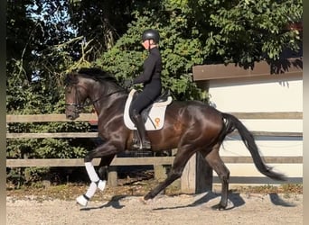 Oldenburgo, Caballo castrado, 4 años, 170 cm, Castaño oscuro