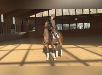 Oldenburgo, Caballo castrado, 4 años, 170 cm, Negro