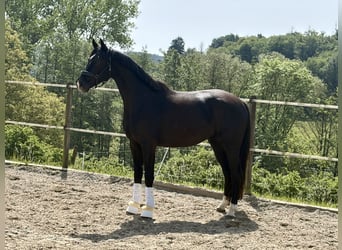Oldenburgo, Caballo castrado, 4 años, 170 cm, Negro