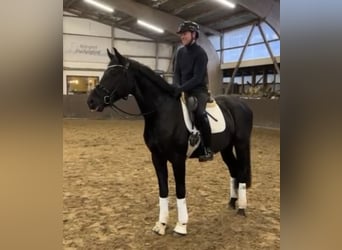 Oldenburgo, Caballo castrado, 4 años, 170 cm, Negro