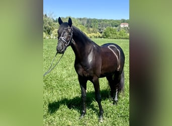 Oldenburgo, Caballo castrado, 4 años, 170 cm, Negro