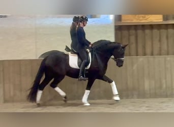 Oldenburgo, Caballo castrado, 4 años, 170 cm, Negro
