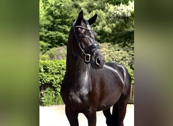 Oldenburgo, Caballo castrado, 4 años, 170 cm, Negro