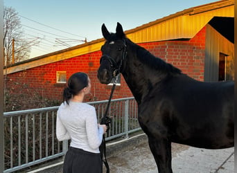Oldenburgo, Caballo castrado, 4 años, 170 cm, Negro