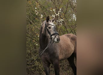 Oldenburgo, Caballo castrado, 4 años, 170 cm, Tordo