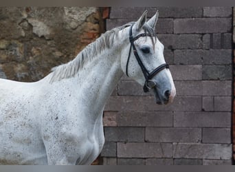 Oldenburgo, Caballo castrado, 4 años, 170 cm, White/Blanco