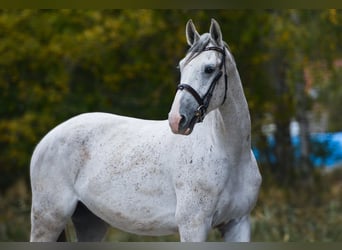 Oldenburgo, Caballo castrado, 4 años, 170 cm, White/Blanco