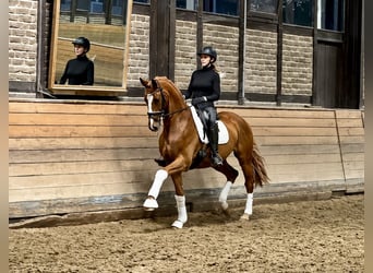 Oldenburgo, Caballo castrado, 4 años, 171 cm, Alazán