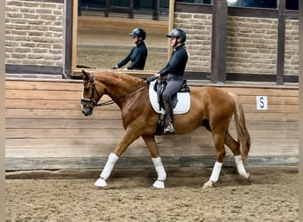 Oldenburgo, Caballo castrado, 4 años, 171 cm, Alazán