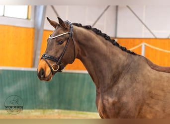 Oldenburgo, Caballo castrado, 4 años, 171 cm, Castaño oscuro