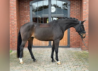 Oldenburgo, Caballo castrado, 4 años, 171 cm, Castaño oscuro