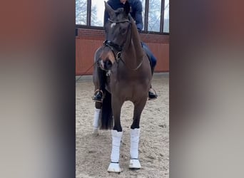 Oldenburgo, Caballo castrado, 4 años, 171 cm, Castaño oscuro