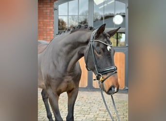 Oldenburgo, Caballo castrado, 4 años, 171 cm, Castaño oscuro