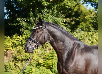 Oldenburgo, Caballo castrado, 4 años, 171 cm, Negro