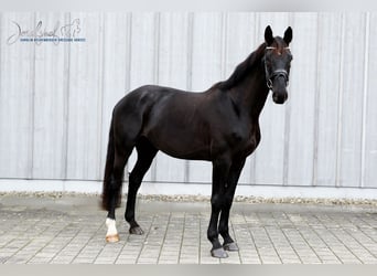 Oldenburgo, Caballo castrado, 4 años, 171 cm, Negro