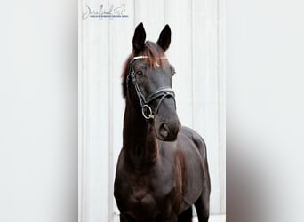 Oldenburgo, Caballo castrado, 4 años, 171 cm, Negro