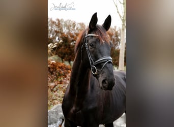 Oldenburgo, Caballo castrado, 4 años, 171 cm, Negro