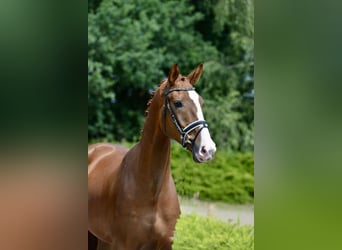 Oldenburgo, Caballo castrado, 4 años, 172 cm, Alazán-tostado