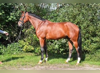 Oldenburgo, Caballo castrado, 4 años, 172 cm, Castaño