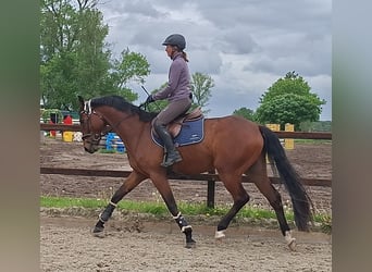 Oldenburgo, Caballo castrado, 4 años, 172 cm, Castaño
