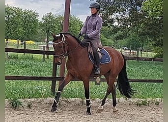 Oldenburgo, Caballo castrado, 4 años, 172 cm, Castaño