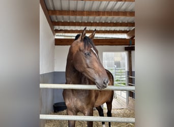 Oldenburgo, Caballo castrado, 4 años, 172 cm, Castaño