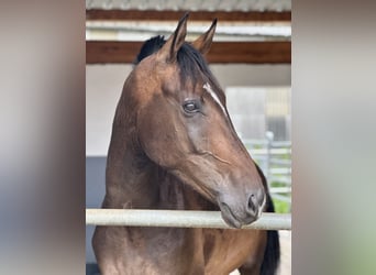 Oldenburgo, Caballo castrado, 4 años, 172 cm, Castaño