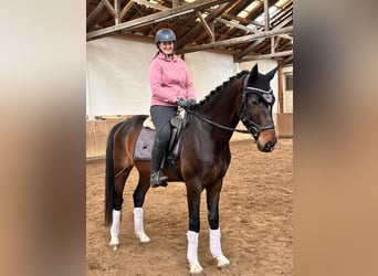Oldenburgo, Caballo castrado, 4 años, 172 cm, Castaño