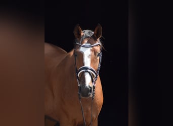 Oldenburgo, Caballo castrado, 4 años, 172 cm, Castaño