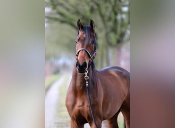Oldenburgo, Caballo castrado, 4 años, 172 cm, Castaño