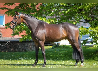 Oldenburgo, Caballo castrado, 4 años, 172 cm, Castaño oscuro