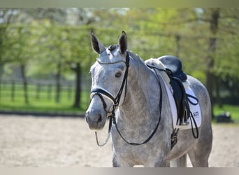 Oldenburgo, Caballo castrado, 4 años, 172 cm, Tordo