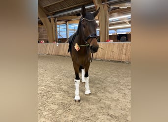 Oldenburgo, Caballo castrado, 4 años, 173 cm, Castaño