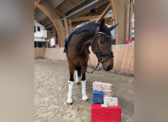 Oldenburgo, Caballo castrado, 4 años, 173 cm, Castaño