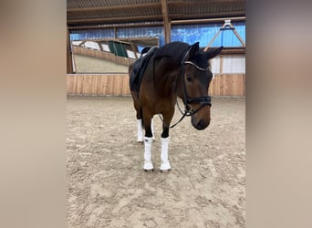 Oldenburgo, Caballo castrado, 4 años, 173 cm, Castaño